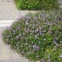 Cranesbill (Geranium) – Rozanne – #2 Container